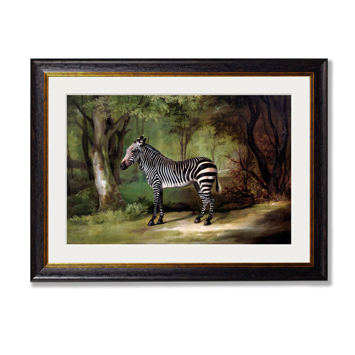 Zebra by George Stubbs – Oxford Slim Framed Print