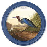 c.1838 Audubon's Blue Heron in Blue Frame