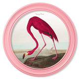 c.1838 Audubon's Flamingo in Pink Frame