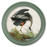 c.1838 Audubon's Great Blue Heron in Green Frame