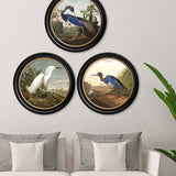 c.1838 Audubon's Herons in Round Frames