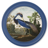 c.1838 Audubon's Louisana Heron in Blue Frame