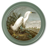 c.1838 Audubon's Snowy Heron in Green Frame