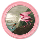 c.1838 Audubon's Spoonbill in Pink Frame