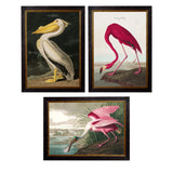 c.1838 Audubon's Birds of America