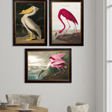 c.1838 Audubon's Birds of America