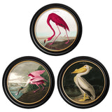c.1838 Audubon's Birds of America in Round Frames