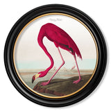 c.1838 Audubon's Birds of America in Round Frames
