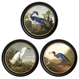 c.1838 Audubon's Herons in Round Frames