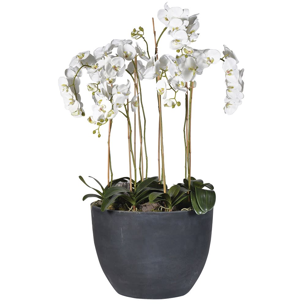 Dazzling Orchid Ornament Large Size in Dark Grey Planter