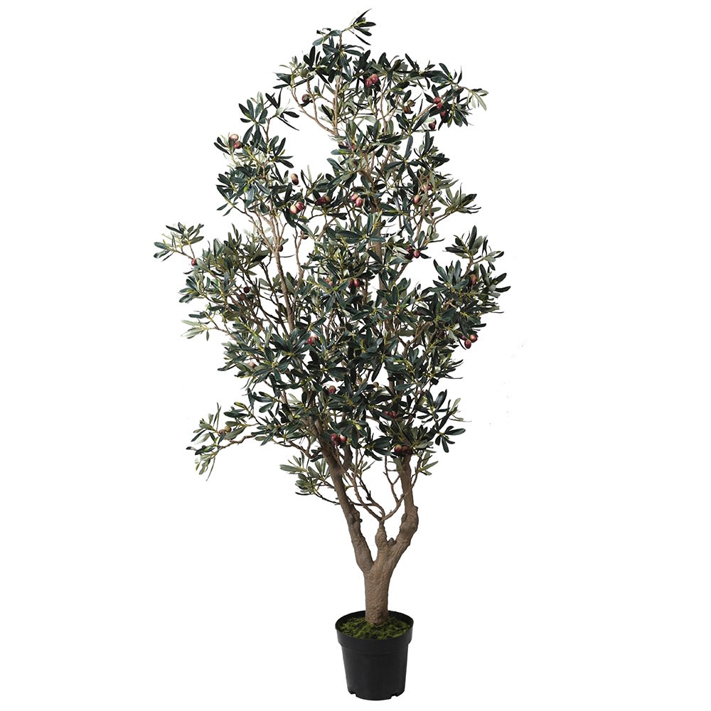 Noix Olive Plant Ornament with Black Pot in Huge Size
