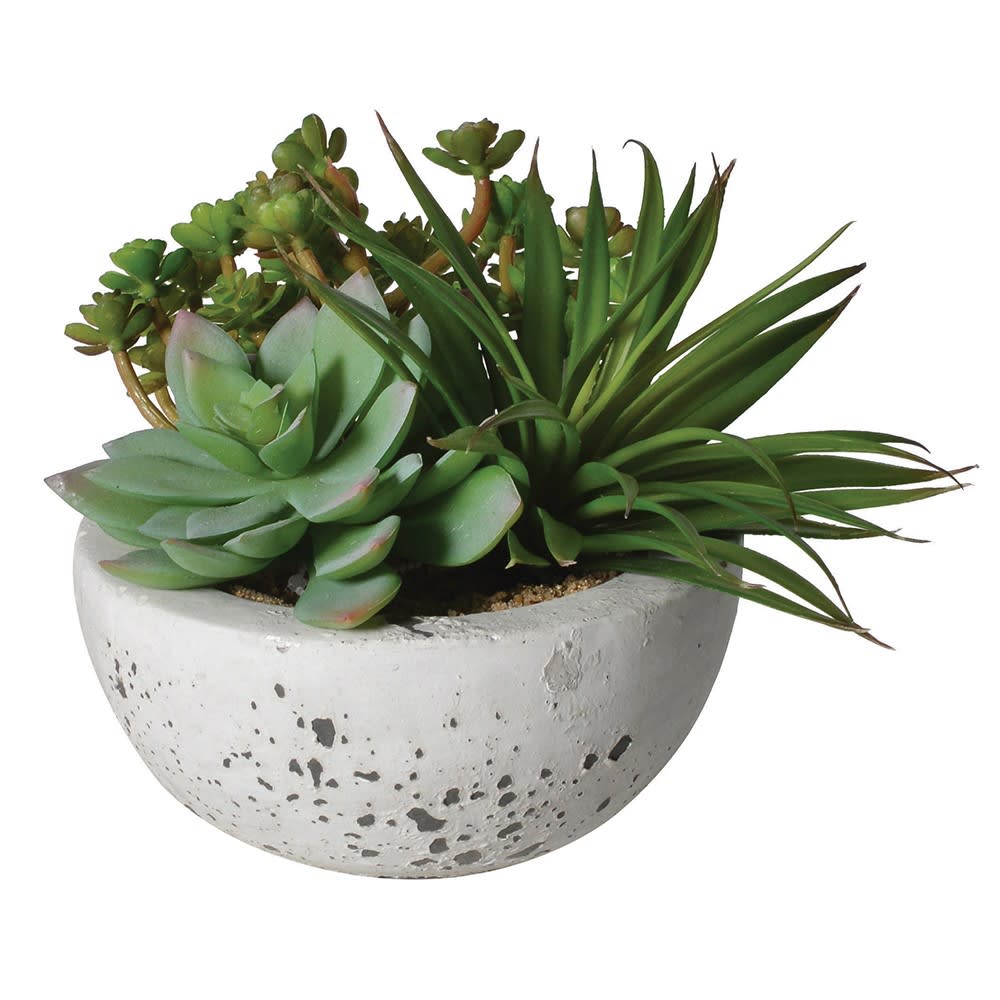 Odetta Potted Plants in Cement Bowl