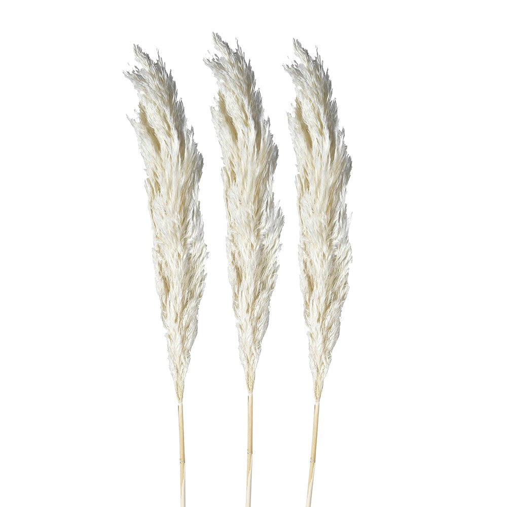Small White Pampas Spray – Pack of 3