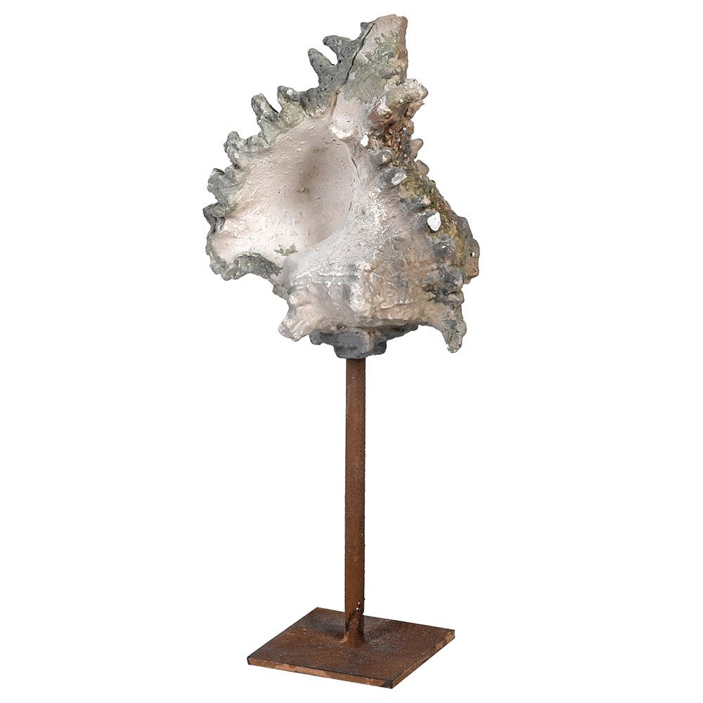 Sounds of the Seashell: Conch - Excess Stock