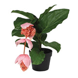 Tropical Pink Medinilla Plant – Excess Stock