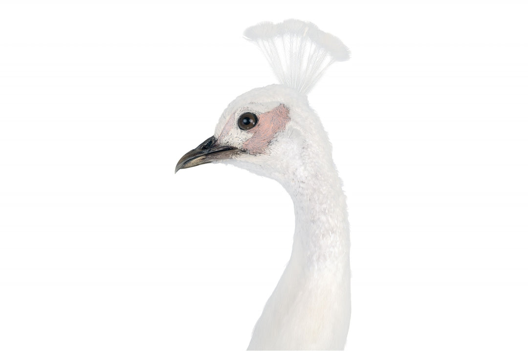 Pagoni White Peacock Bird Ornament